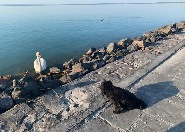 Dream דירה שיופוק